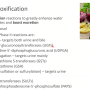 phaseii_xonobiotic_metabolism.png