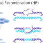 homologours_recombination.png