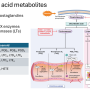arachadonic_acid_metabolites.png