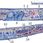 metazoan_longitudinal_section.png