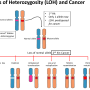 loss_of_heterozygosity.png