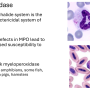 myeloperoxidase.png