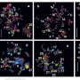 chromosomal_painting.png