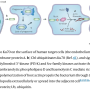 rickettsial_infection_mechanisms.png