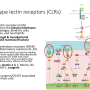 c-type_lectin_receptors.png