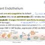quiescent_endothelium.jpg