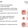 cycloxygenases1.png