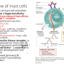 mast_cell_degranulation2.png