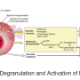 mast_cell_degranulation.png