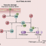 clotting_cascade_in_vivo.png