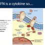 jak_stat_cytokines.png