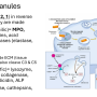 neutrophil_granules.png