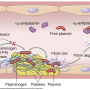 fibrinolysis.png