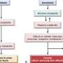 drug_metabolism.png