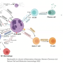 neutrophil_macrophage_interaction.png