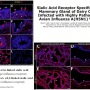 bovine_mammary_sialic_acid_receptors.png