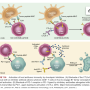tumour_immune_evasion.png