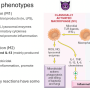 macrophage_signals.png
