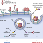 b_anthracis_toxins.png