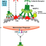 mannose_binding_lectin.png