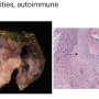 rat_intestine_vessels.png