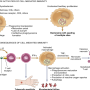 tb_entry_and_mechanisms.png