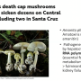 death_cap_mushrooms.png