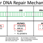 dna_repair_mechanisms.png