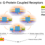 g_protein_receptors.png