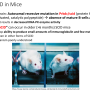 scid_mice.png