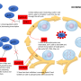 cell_cycle_prodivision.png