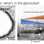 activated_endothelium.png
