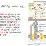 mhc_class_ii_antigen_processing.png