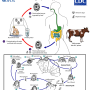 cryptosporidium_life_cycle.png