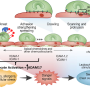 neutrophil_activation.png