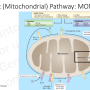 apoptosis.png