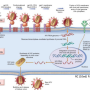 hiv_infection.png