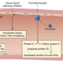 factors_inhibiting_thrombosis.png