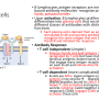 b_cells2.png