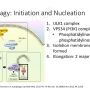 autophagy1.png