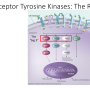 receptor_tyrosine_kinase.png