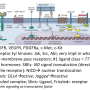 receptor_types.png
