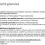 neutrophil_granules.png