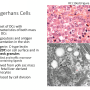 langerhans_cells2.png