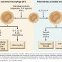 macrophage_activation.png