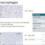 macrophage_markers.png