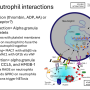 platelet_neutrophil1.png