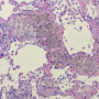 dog_lung_histo.png
