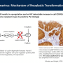 p16_ihc_papillomavirus.png