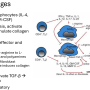 m2_macrophages.png